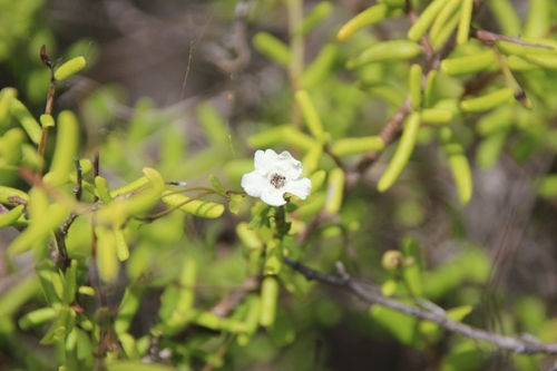Rough strongbark (Bourreria tomentosa)