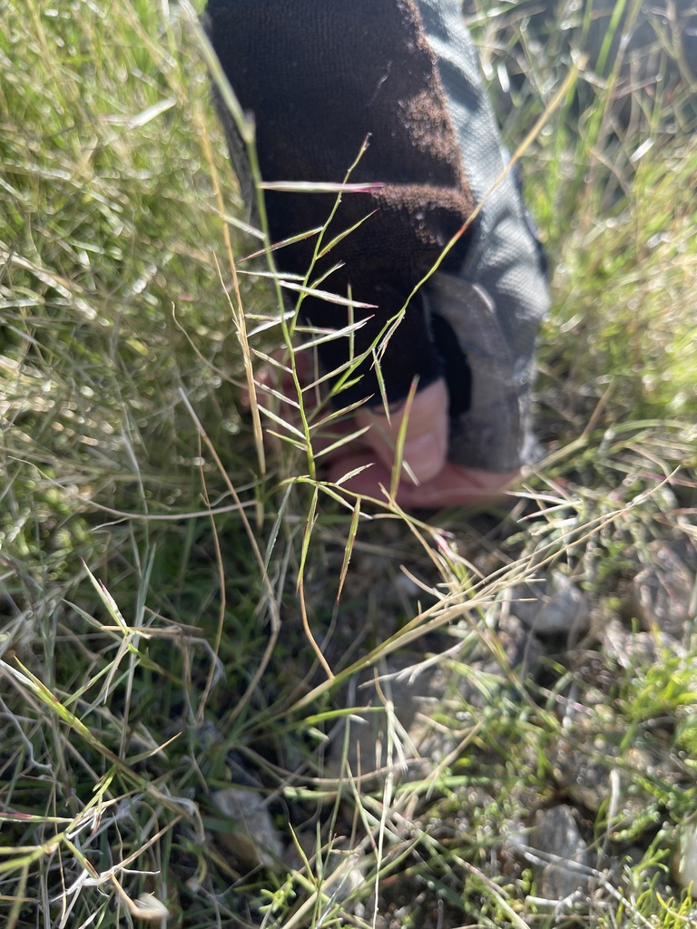 Needle grama (Bouteloua aristidoides)