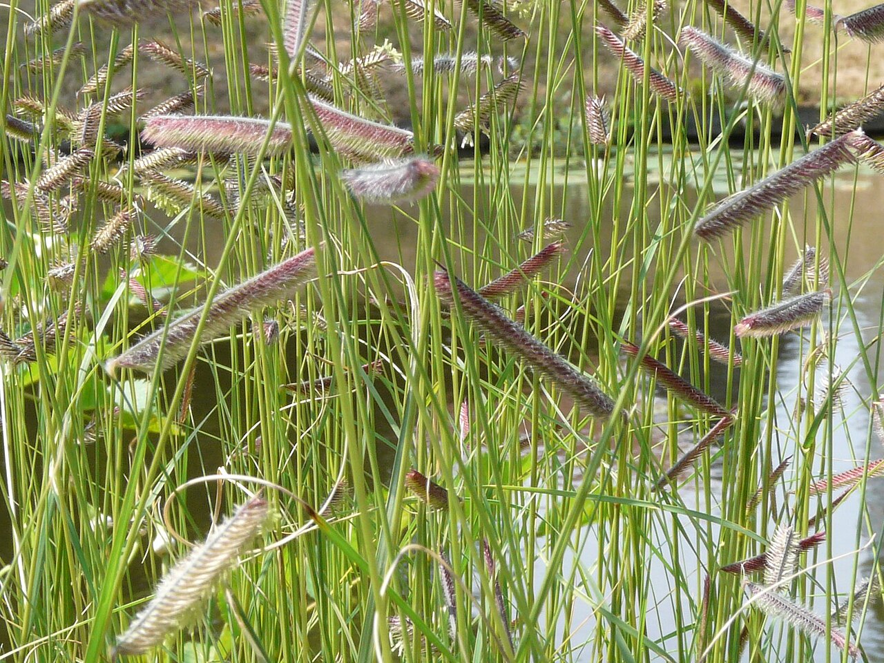 Needle grama: Bouteloua gracilis