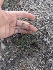 Needle grama (Bouteloua aristidoides)