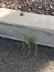 Needle grama (Bouteloua aristidoides)