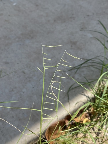 Needle grama (Bouteloua aristidoides)