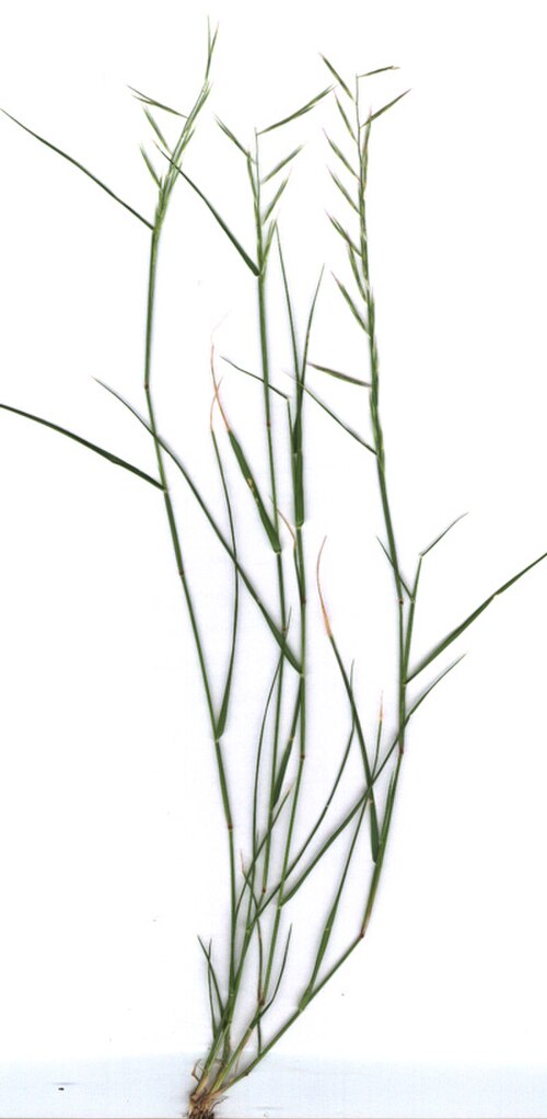 Needle grama: Bouteloua aristidoides , Needle Grama in Phoenix, Arizona , USA.