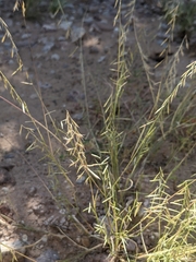 Needle grama (Bouteloua aristidoides)