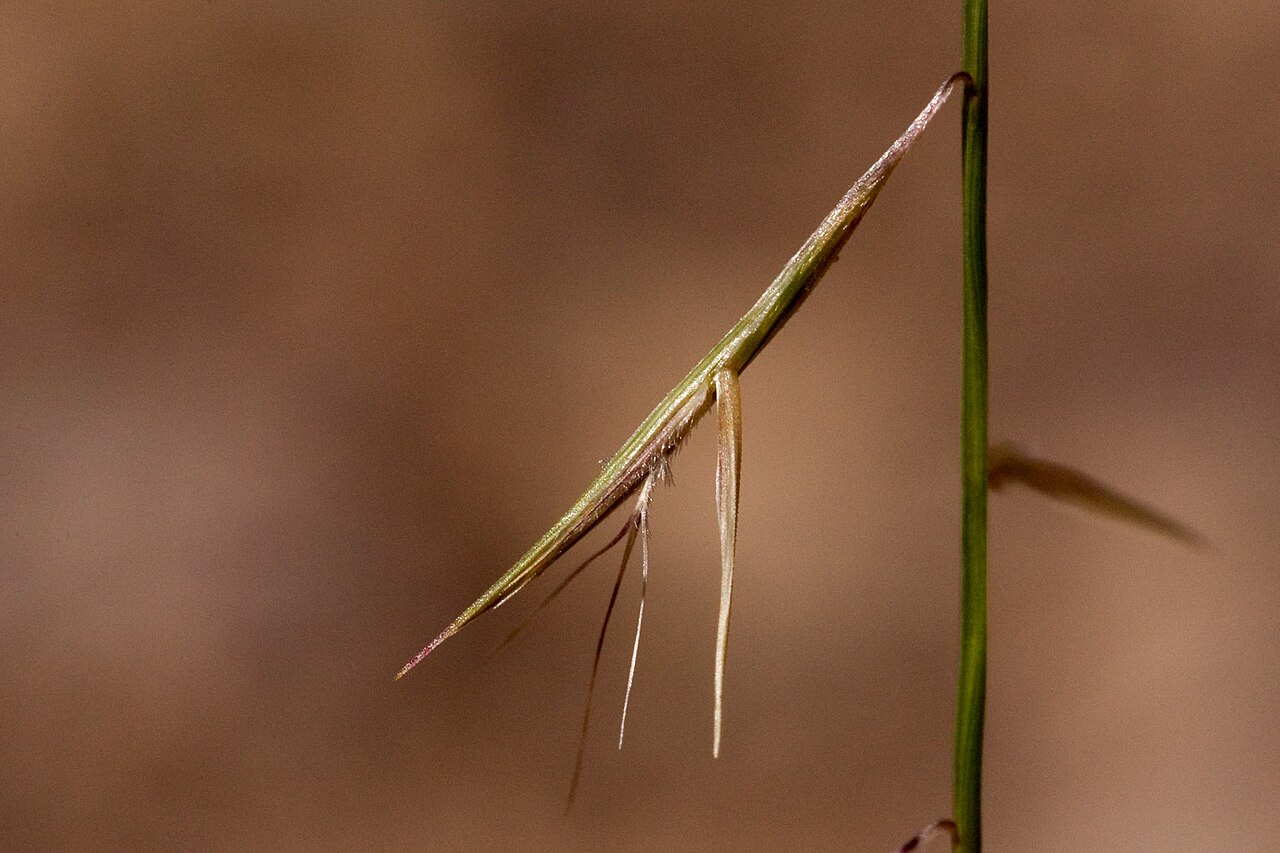Needle grama: Bouteloua aristidoides in the wash on the northeast side of Tortugas Mountain, ca. 32.2987, -106.6986, Doña Ana County, New Mexico, 15 Sep 2012.