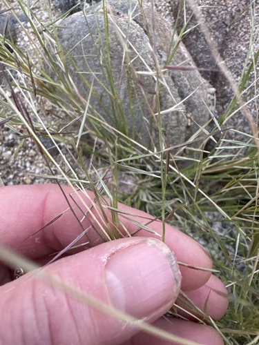 Needle grama (Bouteloua aristidoides)