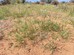 Needle grama (Bouteloua aristidoides)