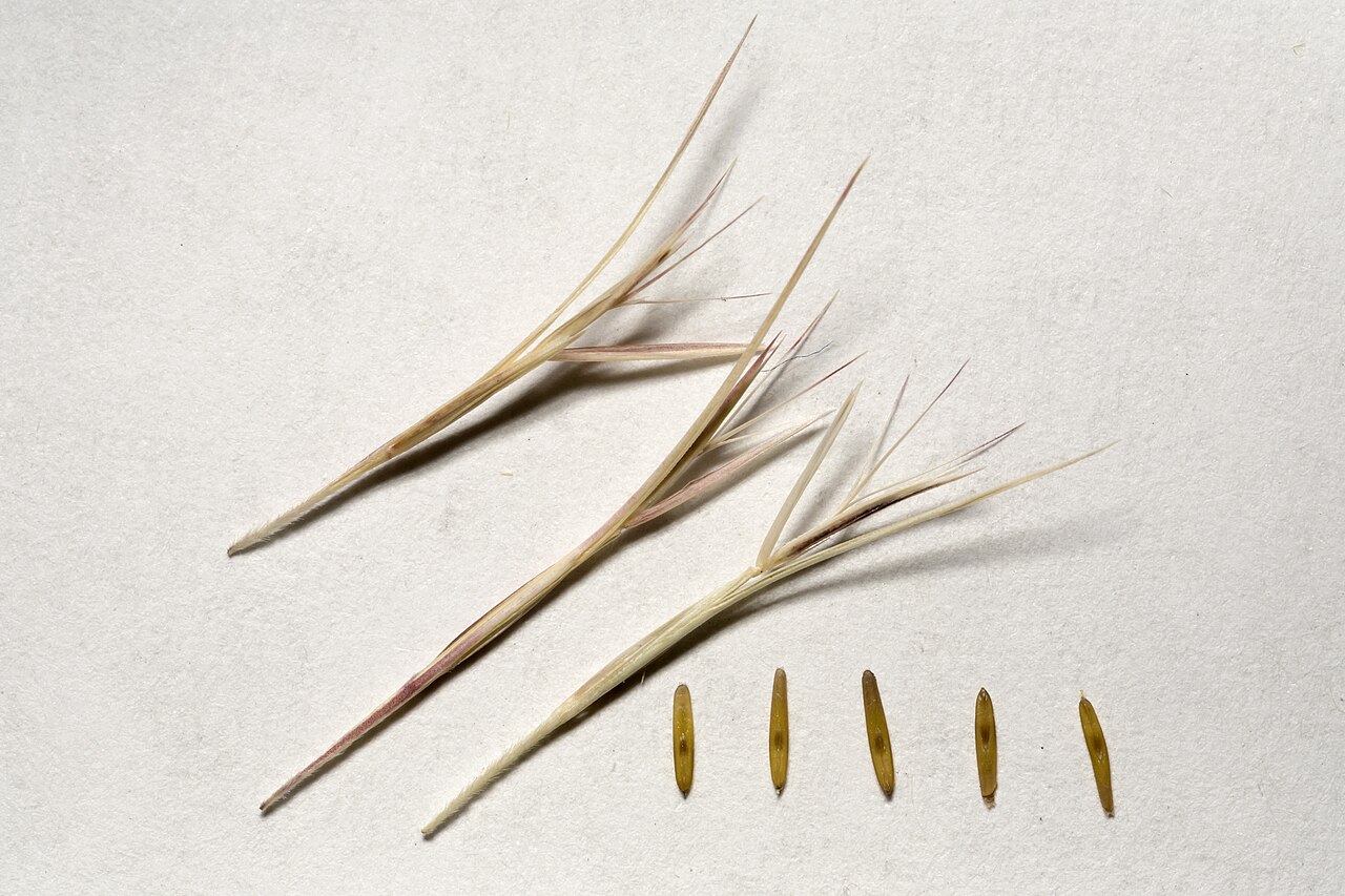 Needle grama: Bouteloua aristidoides , collected east of Columbus, south side of NM Hwy. 9 on the southwest side of Coyote Hill, 31.8173 -107.3806, Luna County, New Mexico, 2