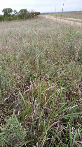 Sideoats grama (Bouteloua curtipendula)