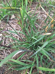 Sideoats grama (Bouteloua curtipendula)