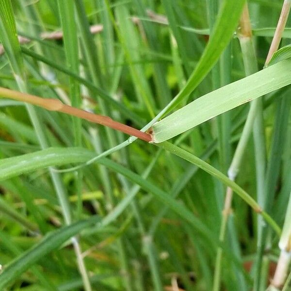 Sideoats grama (Bouteloua curtipendula)