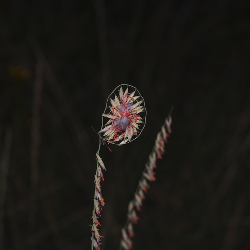 Sideoats grama (Bouteloua curtipendula)