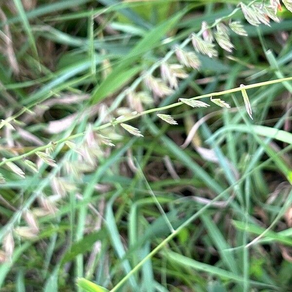 Sideoats grama (Bouteloua curtipendula)