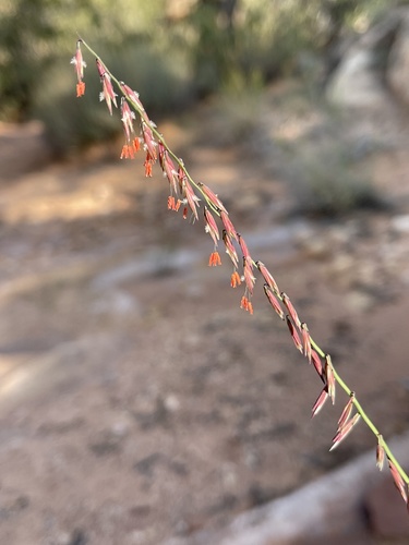 Sideoats grama (Bouteloua curtipendula)