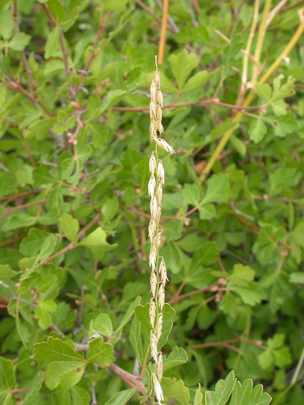 Sideoats grama: The inflorescence of sideoats gramma comprises many short lateral branches that bear several spikelets on one side (in a secund arrangement).