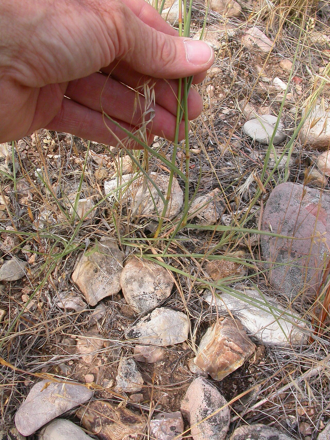 Sideoats grama: Although often a robust bunchgrass, sideoats gramma can be single stemmed or with stems few-bunched at the edges of its distribution.