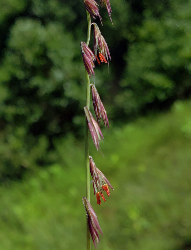 Sideoats grama (Bouteloua curtipendula)