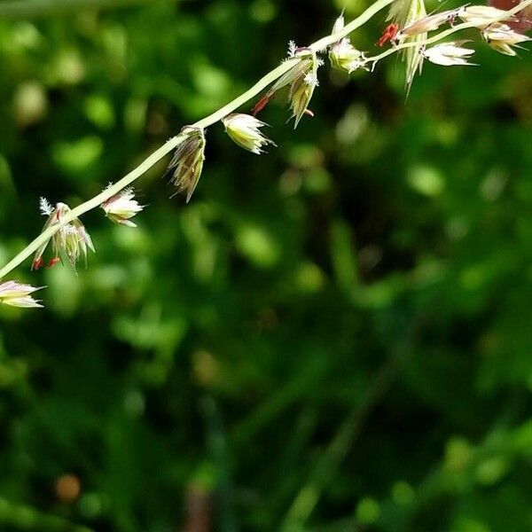Sideoats grama (Bouteloua curtipendula)