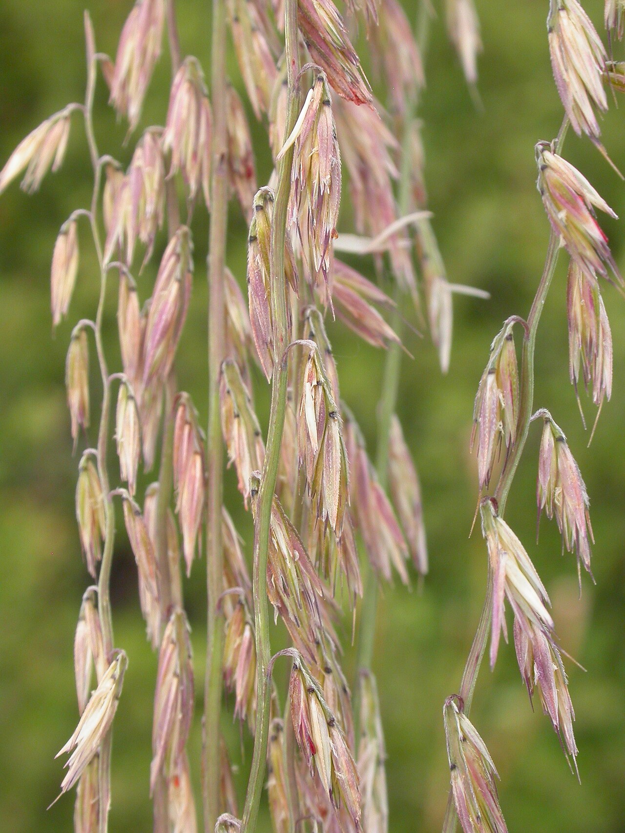 Sideoats grama: The inflorescence of sideoats gramma comprises many short lateral branches that bear several spikelets on one side (in a secund arrangement).