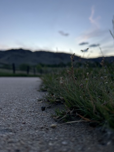 Buffalograss (Bouteloua dactyloides)