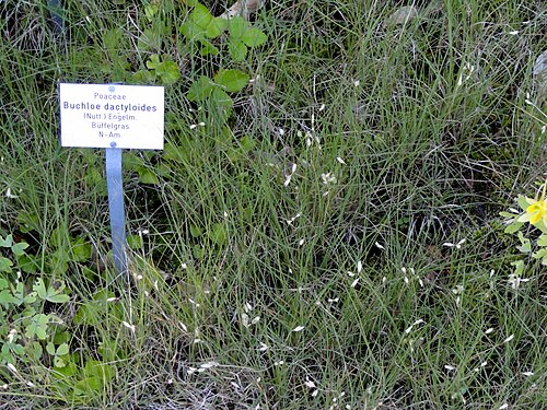 Buffalograss: Botanical specimen in the Botanischer Garten, Frankfurt am Main, located at Siesmayerstraße 72, Frankfurt am Main, Germany.