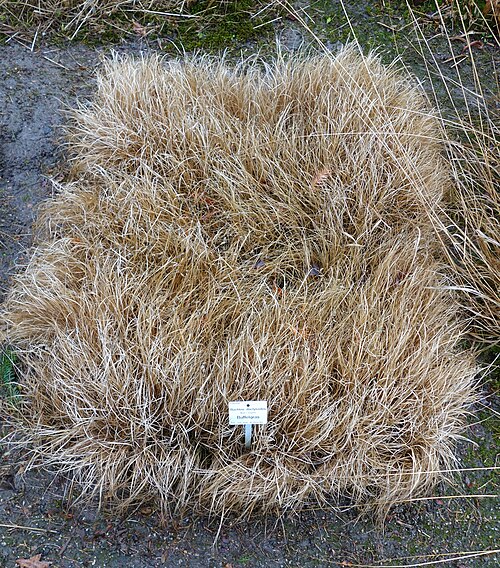 Buffalograss: Botanical specimen in the Botanischer Garten, Dresden, Germany.