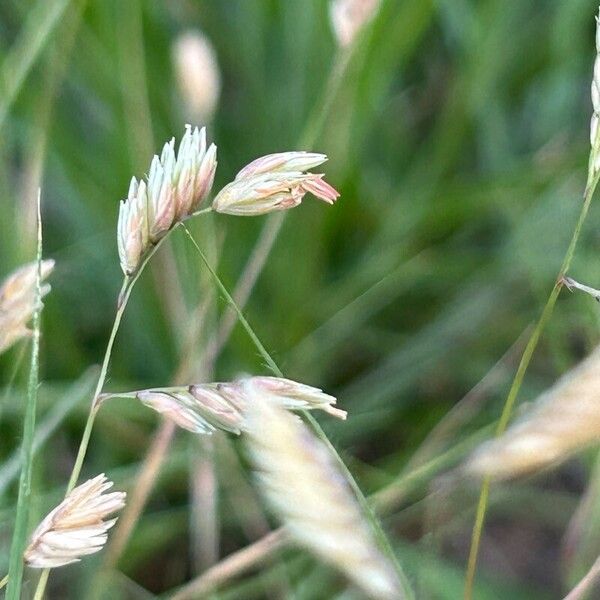 Buffalograss (Bouteloua dactyloides)