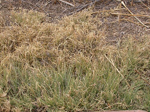 Buffalograss: Buchloe dactyloides (syn. Bouteloua dactyloides ) - Buffalo grass - is the mat-forming habit with hairy curly leaf blades is characteristic of this species. It 