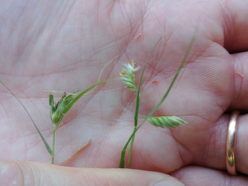 Buffalograss (Bouteloua dactyloides)