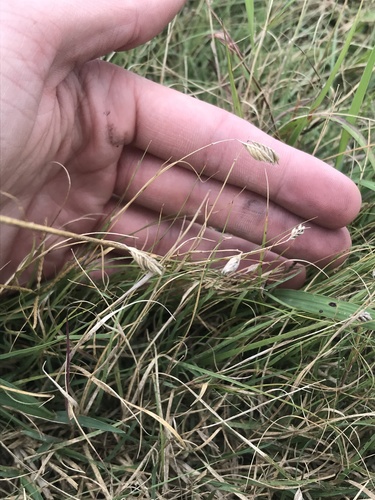 Buffalograss (Bouteloua dactyloides)