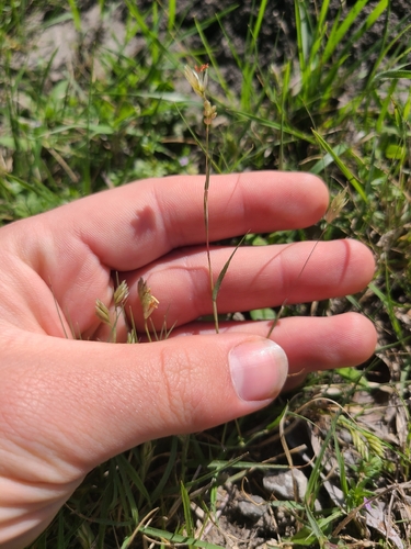 Buffalograss (Bouteloua dactyloides)