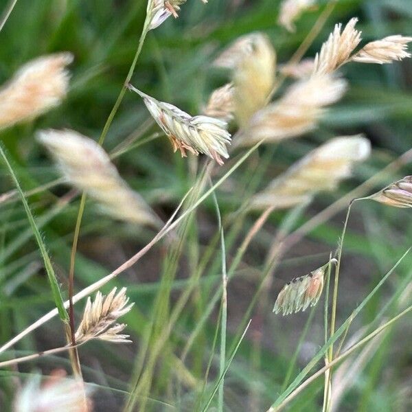 Buffalograss (Bouteloua dactyloides)
