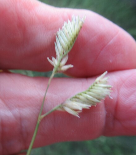 Buffalograss (Bouteloua dactyloides)