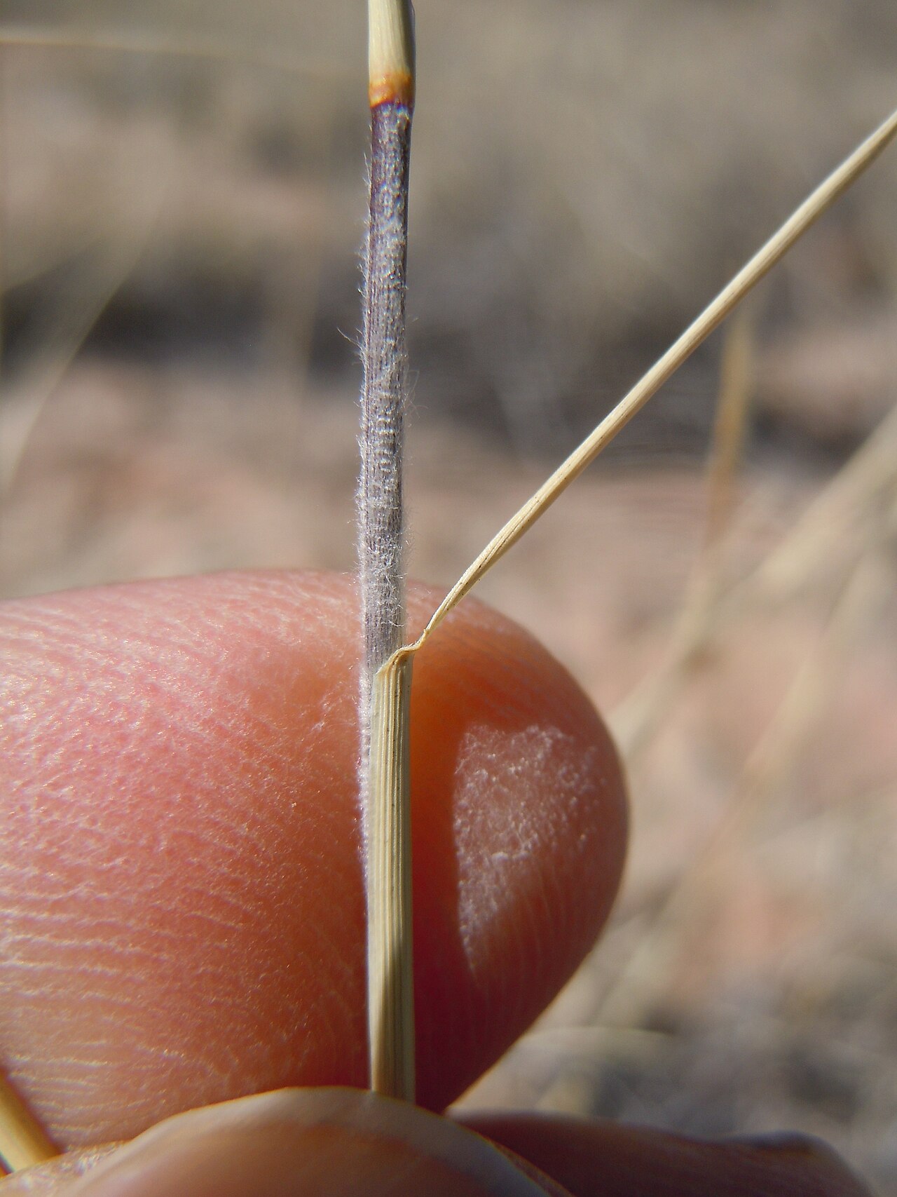 Black grama: The distinctively woolly stems and especially stem bases are found throughout the year in this important rangegrass.
