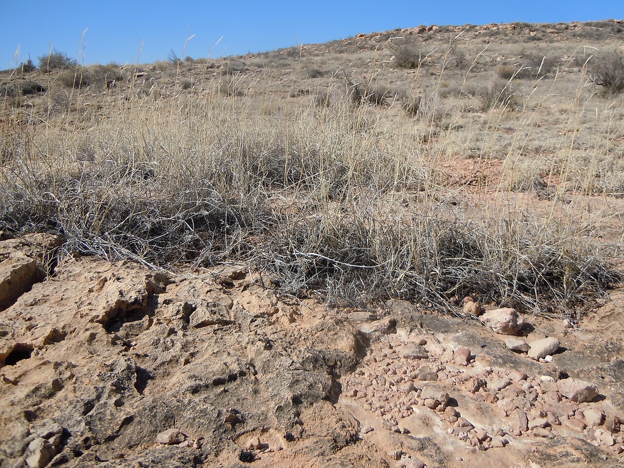 Black grama: The distinctively woolly stems and especially stem bases (i.e., rooting nodes) are found throughout the year in this important rangegrass.