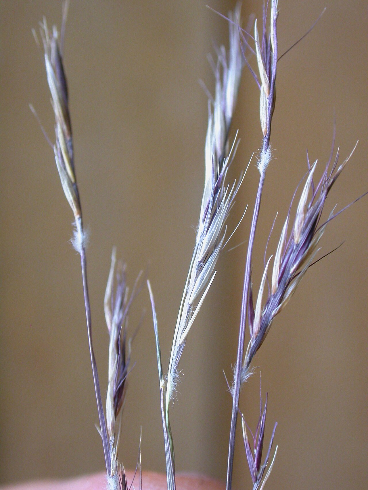 Black grama: Bouteloua eriopoda