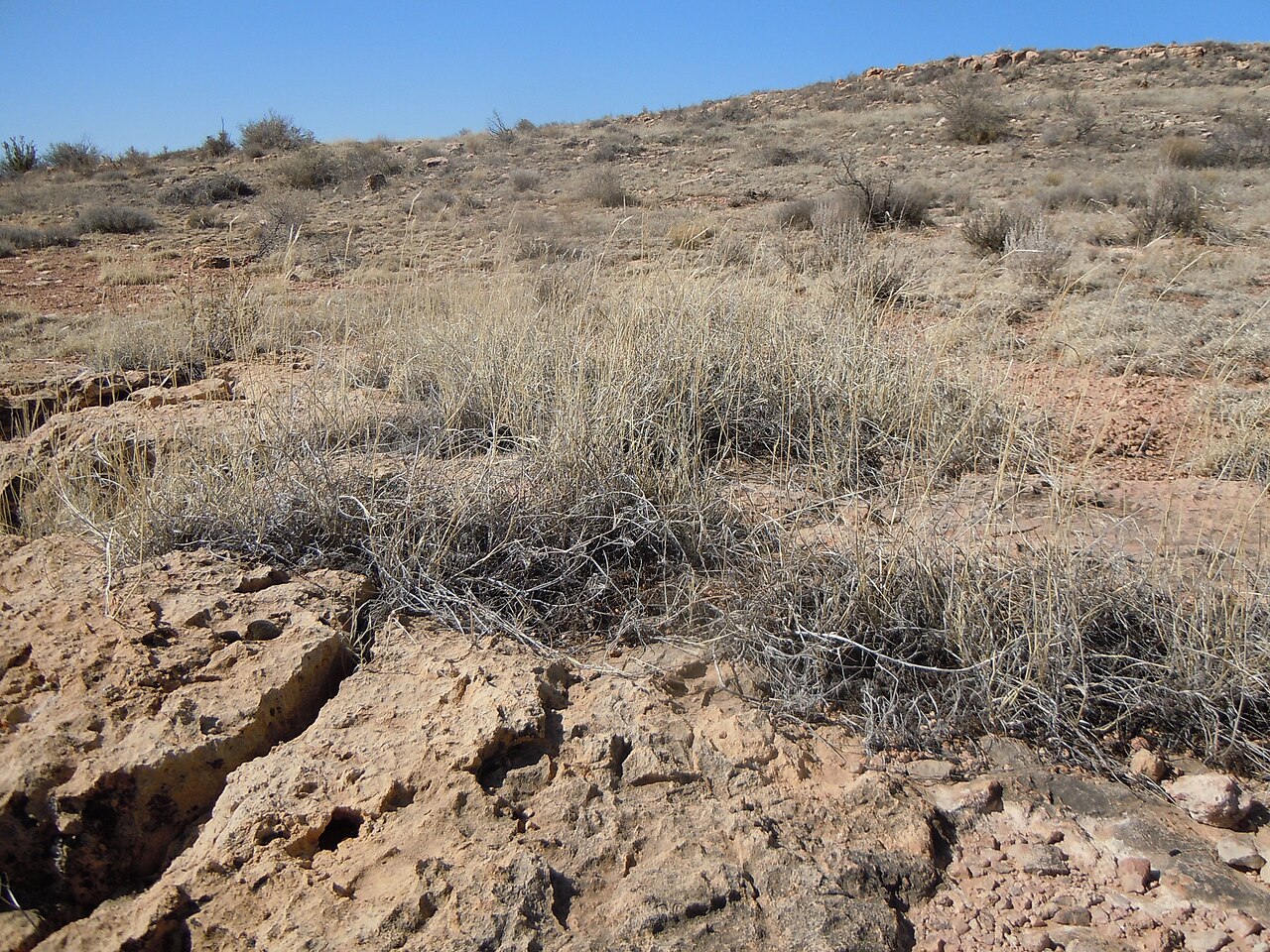Black grama: The distinctively woolly stems and especially stem bases (i.e., rooting nodes) are found throughout the year in this important rangegrass.
