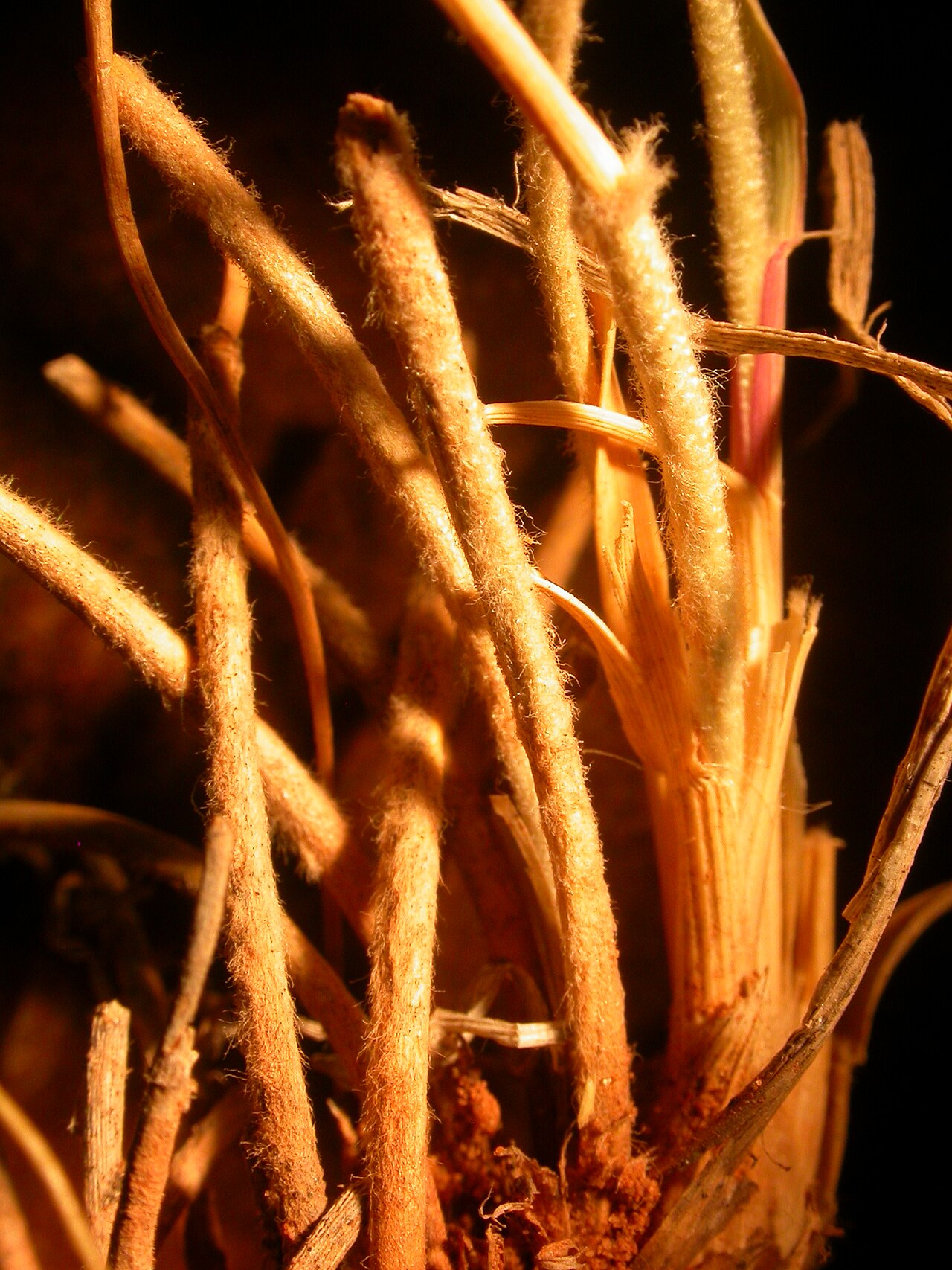 Black grama: The leaf sheaths particularly at the base are conspicously woolly hairy.