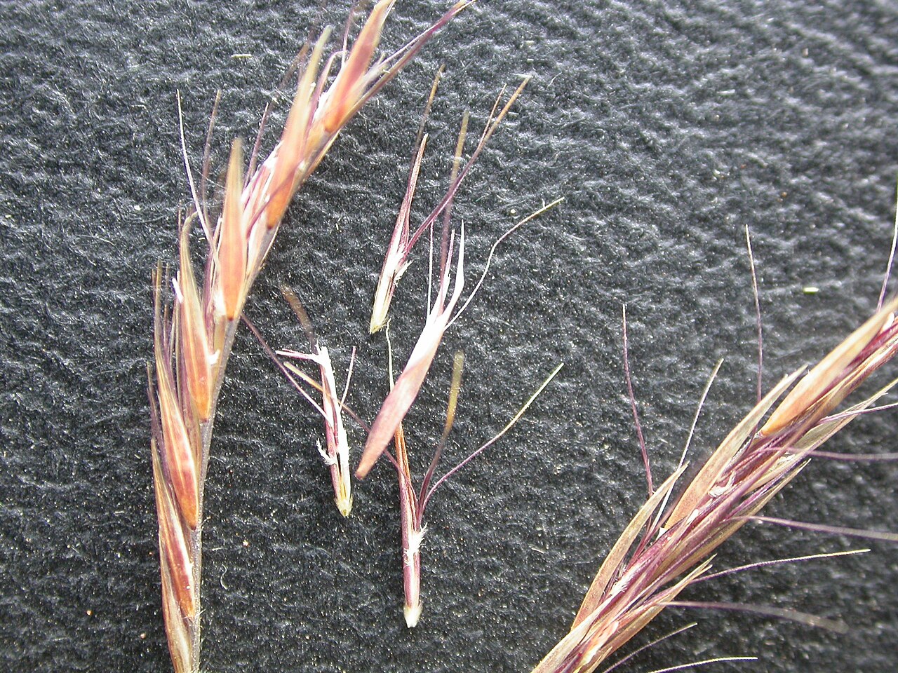Black grama: The upper sterile floret comprises mostly three awns.
