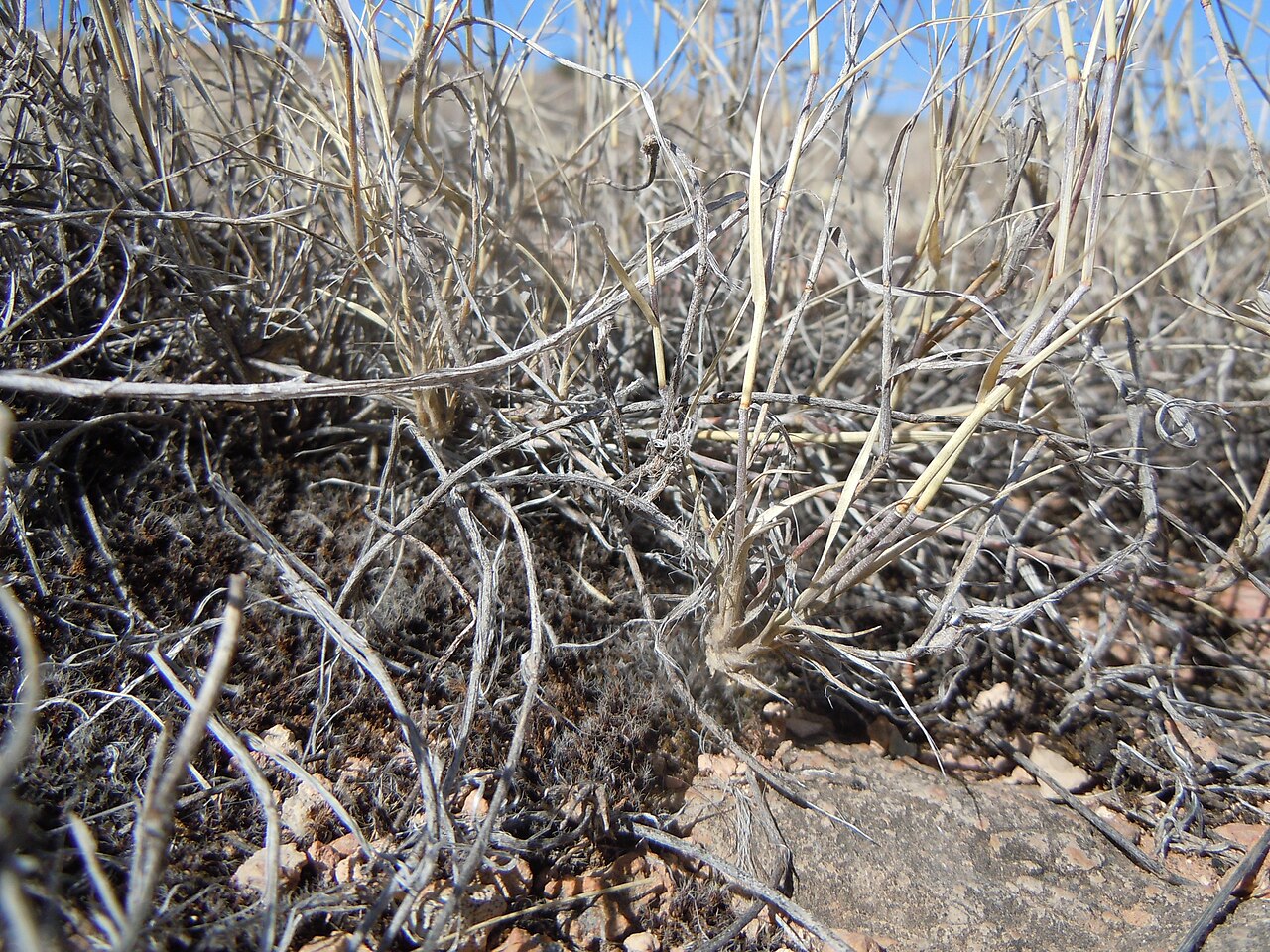 Black grama: Stolon still attached to a rooting node.