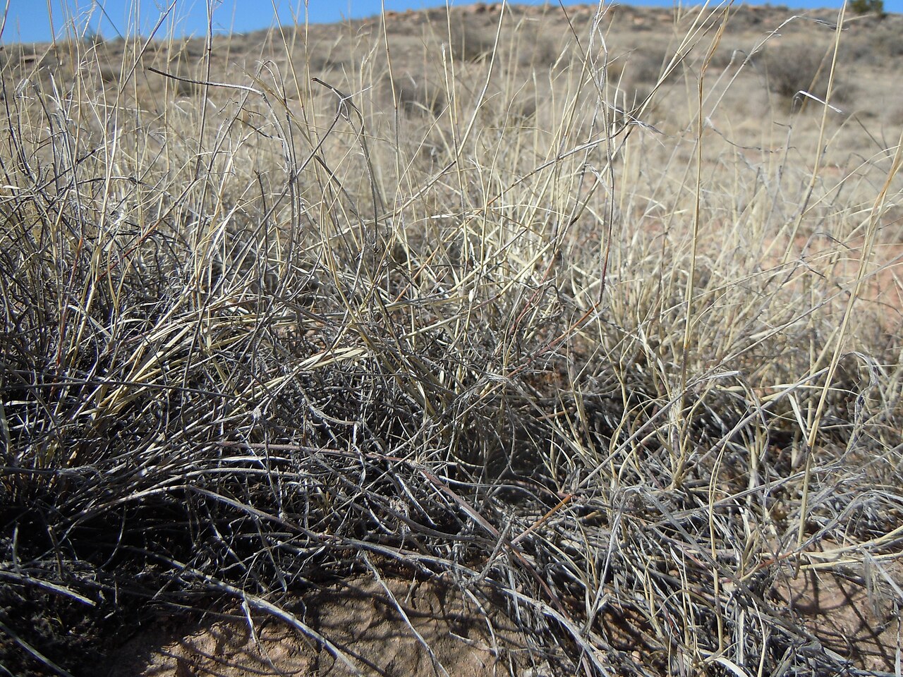 Black grama: The distinctively woolly stems and especially stem bases (i.e., rooting nodes) are found throughout the year in this important rangegrass.