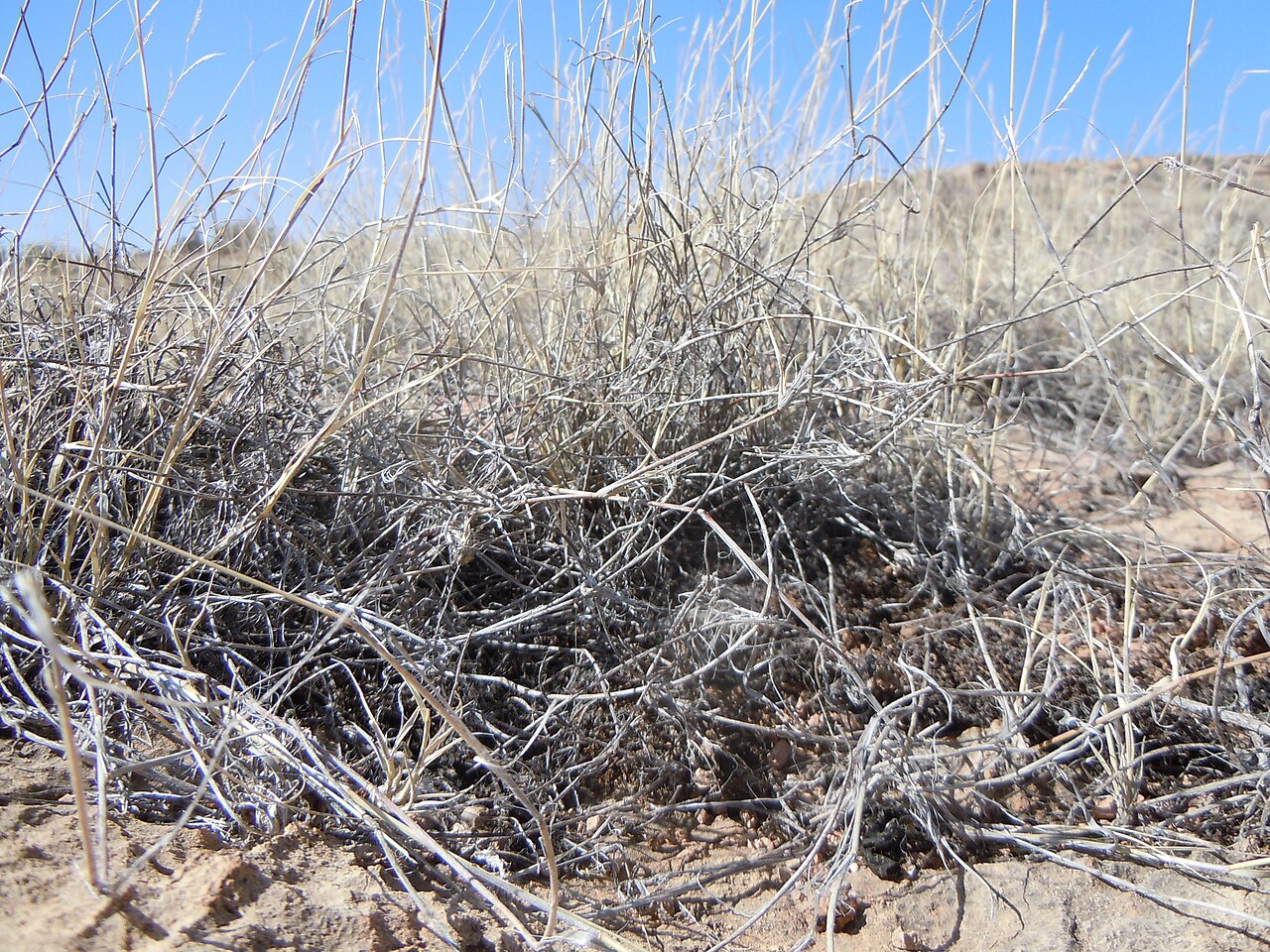Black grama: The distinctively woolly stems and especially stem bases (i.e., rooting nodes) are found throughout the year in this important rangegrass.