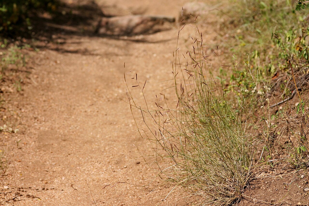 Black grama: Bouteloua eriopoda on the Pine Tree Trail at Aguirre Spring Recreation Area, northeast side of the Organ Mountains, 32.361 -106.559, Doña Ana County, 24 Sep 200