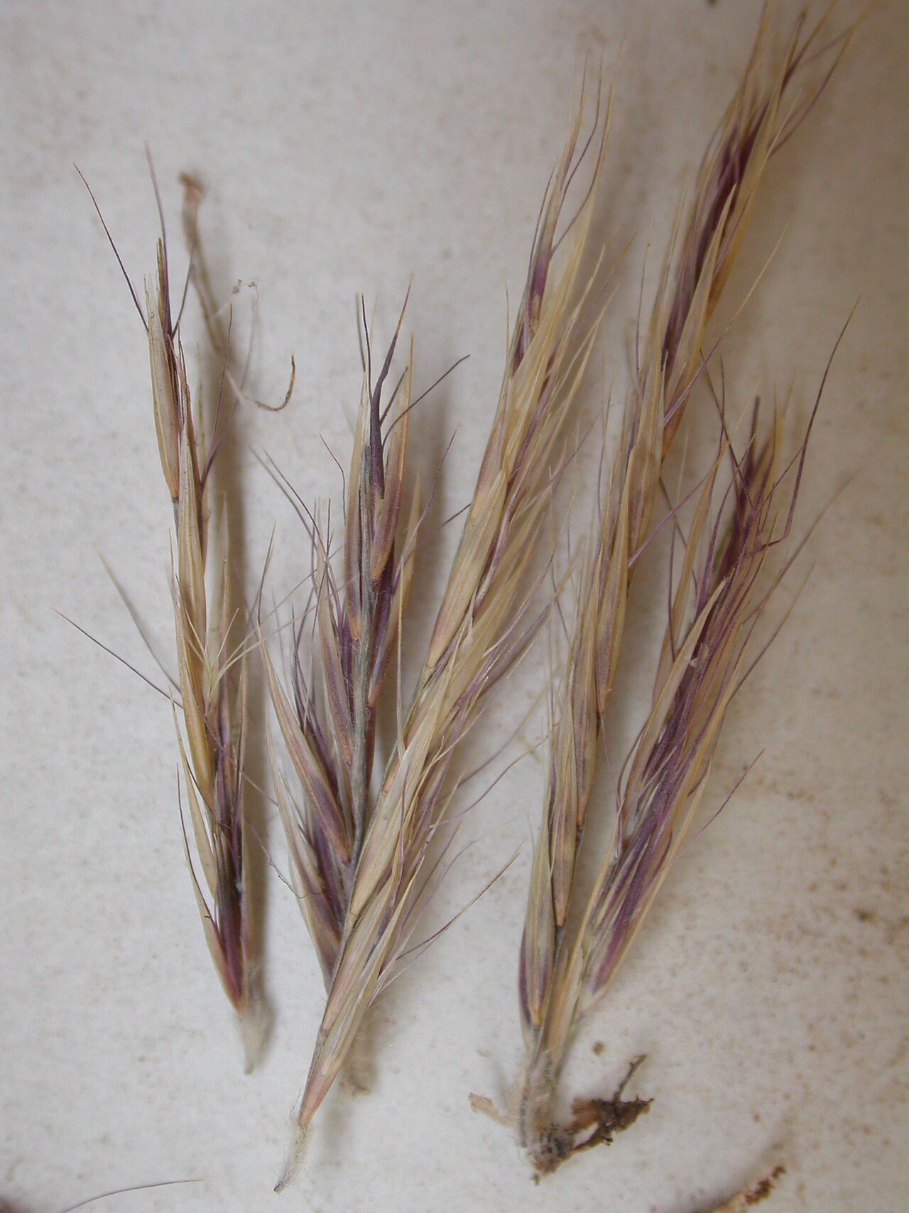 Black grama: The lateral spikes along with the hairy callus at the joint of disarticulation serve as the main unit of dispersal.