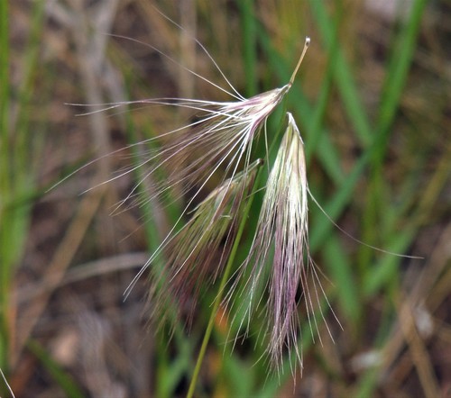 Bouteloua megapotamica (Bouteloua megapotamica)