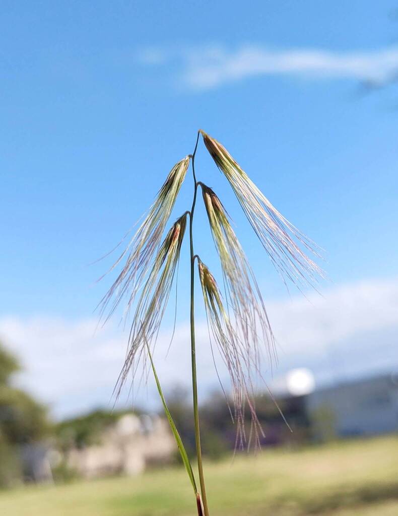 Bouteloua megapotamica (Bouteloua megapotamica)