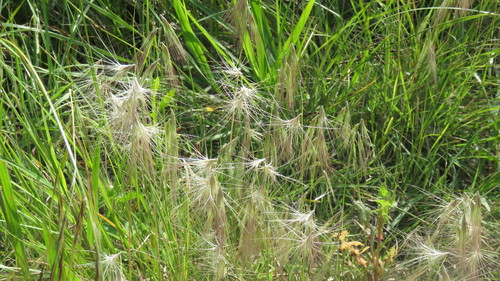 Bouteloua megapotamica (Bouteloua megapotamica)