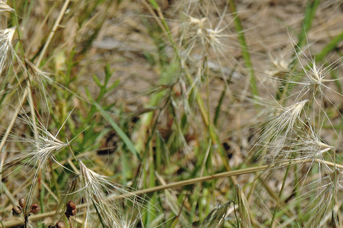 Bouteloua megapotamica (Bouteloua megapotamica)