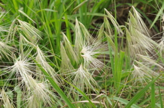 Bouteloua megapotamica (Bouteloua megapotamica)