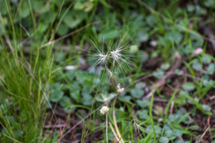Bouteloua megapotamica (Bouteloua megapotamica)